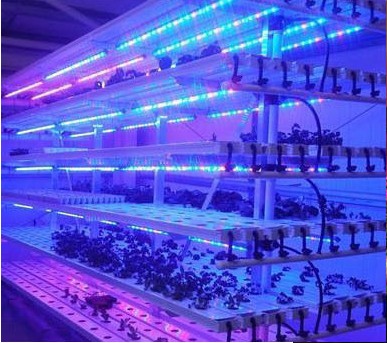 LED植物补光灯